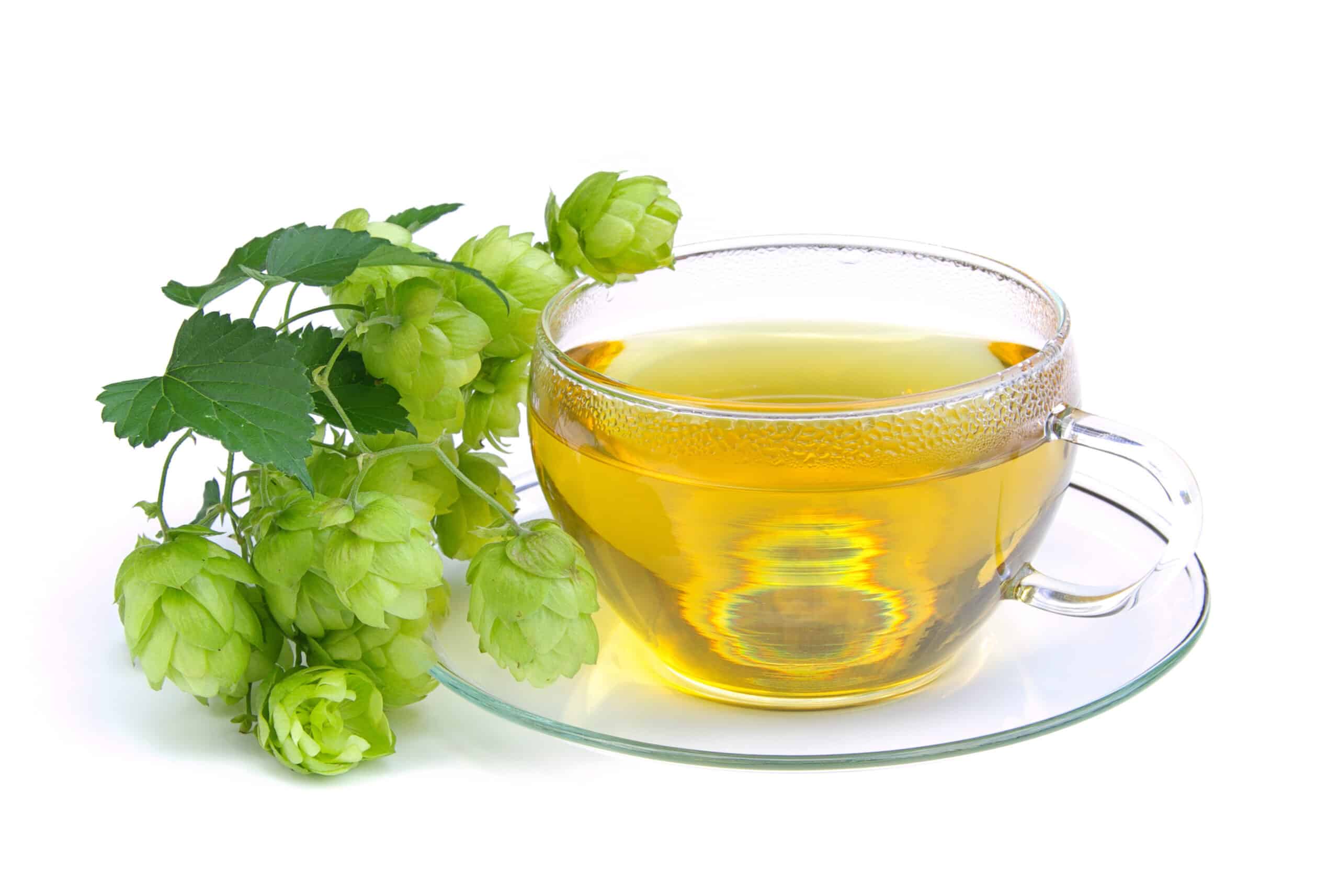 Hopfen Tee