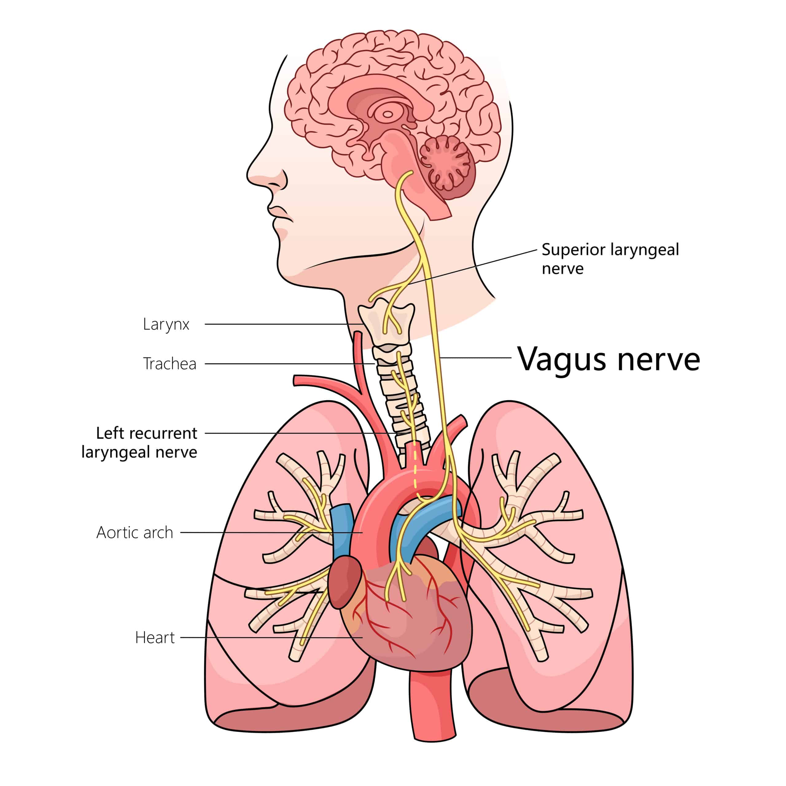 Vagusnerv stimulation zur Entspannung